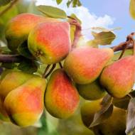 Саженец Груша Александровка